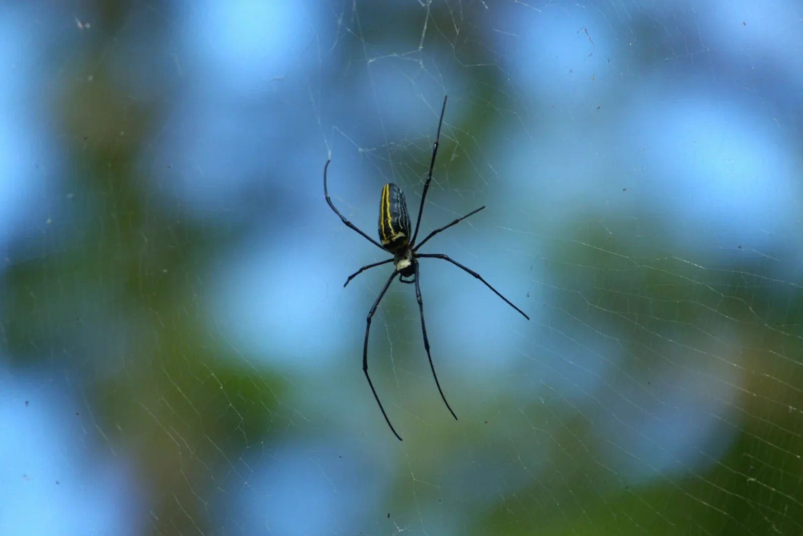 Giant Wood Spider