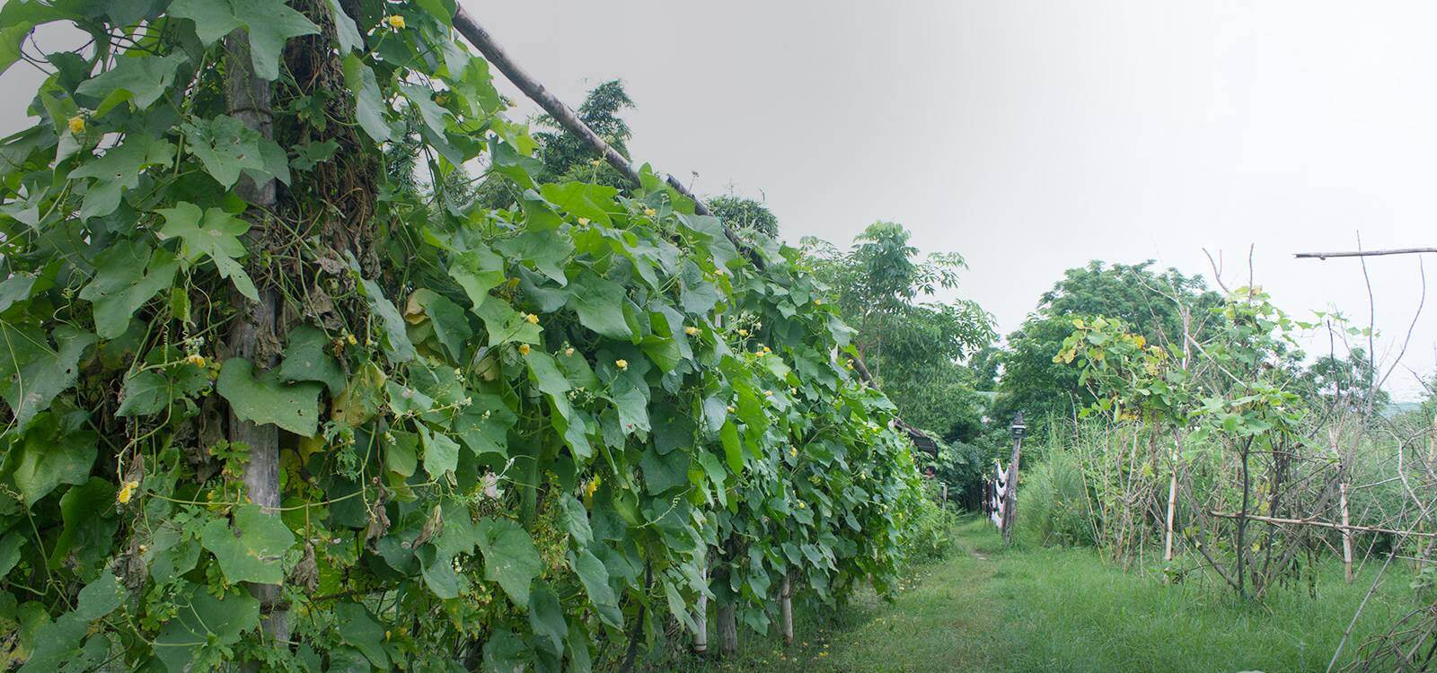 Organic Farms