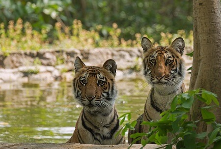 fauna