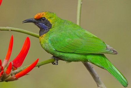 fauna